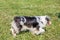 Dog breed ausi black and white gray color, color Merle stands with his back next to the owner