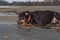 Dog breed Australian Kelpie sad looks at the river in the fall in the rain