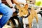 Dog of breed of the Basenji near legs of the person in the summer afternoon in the city park