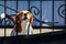 Dog breed beagle