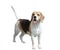 Dog of breed a beagle