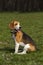 Dog breed beagle