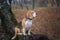 Dog breed Beagle funny sitting on a stump