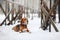 Dog breed Beagle walking in winter, portrait