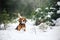 Dog breed Beagle walking in winter, portrait