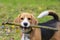 Dog breed Beagle in the woods playing with a stick in his teeth