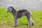 Dog breed Bedlington