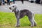 Dog breed Bedlington