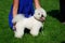 The dog breed Bichon Frise