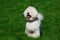 The dog breed Bichon Frise