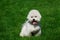 The dog breed Bichon Frise