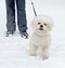 Dog of breed Bichon Frise against of the owner`s legs