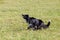 Dog breed border collie on Frisbee runs on a summer day on the green grass, jumping, flying, black color, long-haired dog, black a