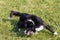 Dog breed border collie on a summer day on the green grass, jumping, flying, black color, long-haired dog, black a