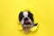 Dog breed Boston Terrier pushes his face into a paper hole yellow.