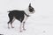 Dog breed Boston Terrier on a winter day for a walk