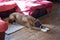 Dog breed boxer lying on the floor