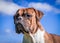 Dog breed boxer, male, boy