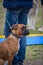 A dog breed boxer sits behind the owner in anticipation of entering the ring. Dog show .