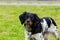 Dog breed Breton Epanol