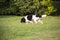 Dog without breed with brown wool walks through the meadow and enjoys walking