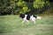 Dog without breed with brown wool walks through the meadow and enjoys walking