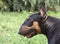 Dog breed bull Terrier black, red and white