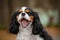 The dog breed Cavalier King Charles Spaniel brown and white