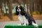 The dog breed Cavalier King Charles Spaniel brown and white