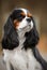 The dog breed Cavalier King Charles Spaniel brown and white