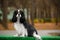 The dog breed Cavalier King Charles Spaniel brown and white