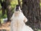 Dog breed Chien berger blanc suisse in summer forest the dog howls and barks