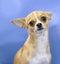 Dog breed Chihuahua fawn color reflects