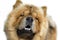 Dog breed Chow-chow , portrait close-up