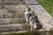 Dog breed collie is standing on the stairs, looking up