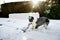 Dog breed Corgi Cardigan plays on the spring melted snow