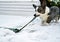 Dog breed Corgi Cardigan plays on the spring melted snow