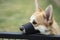 Dog breed corgi walking in harness and muzzle for protection against biting or barking