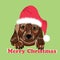 Dog breed dachshund