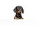 Dog breed dachshund