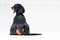 Dog breed of dachshund, black and tan looking straight, from behind showing back and rear torso , while sitting, on gray
