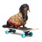 Dog breed Dachshund, black and tan, sits on skateboard,dressed in a color sweater, isolated on white background. Skateboarding dog
