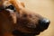 Dog breed dachshund close up