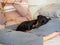 Dog of the breed dachshund sleeping on the legs of a young woman sitting on sofa knitting