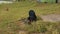 A dog of a breed dachshund walks on a leash along the river bank and eats grass. Close-up