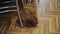 Dog breed dachshund washes sitting on the floor in the kitchen