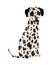 Dog breed dalmatian. Cute funny cartoon domestic pet character flat vector illustration. Human friend home animal