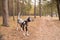 Dog breed Dalmatian on a walk beautiful portrait.Portrait of dalmatian in a collar for a walk in a forest.Sweet cute dog
