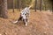 Dog breed Dalmatian on a walk beautiful portrait.Portrait of dalmatian in a collar for a walk in a forest.Sweet cute dog