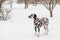 The dog breed Dalmatians in winter, the snow stands and looks beautiful. lovely dalmatian dog. Portrait of a pretty male